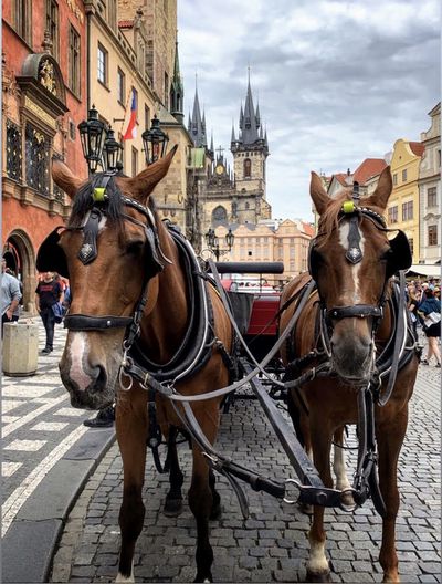 Prague horse